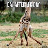 Day After Leg Day
