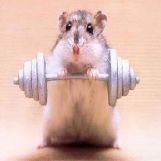 Mouse Lifting Weights