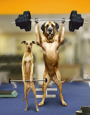 Big Dog, Litte Dog Lifting Weights