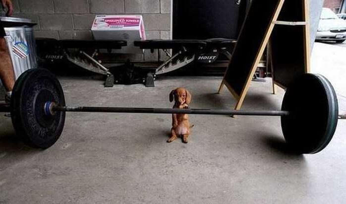 Cute Dog Lifting Weights