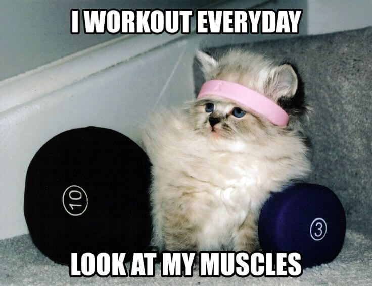 Kitty's Muscles