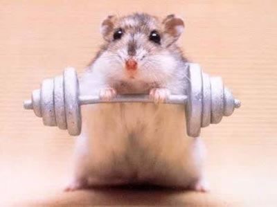 Mouse Lifting Weights